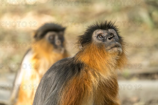 Temminck's red colobus