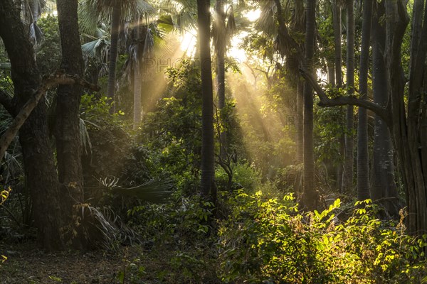 Sunbeams in the jungle