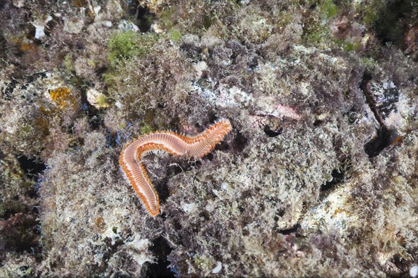 Bearded fireworm