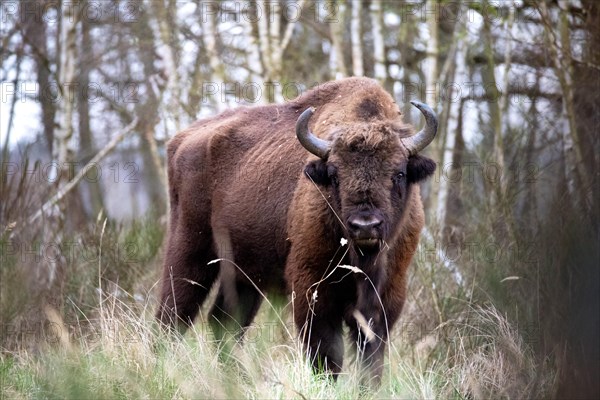 European bison