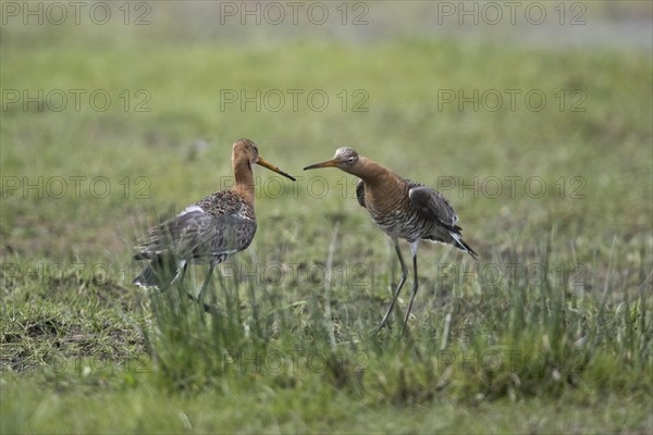 Black-tailed godwits