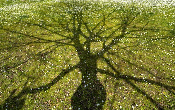 Shade from a tree in a meadow with daisies