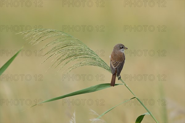 Red-backed Shrike