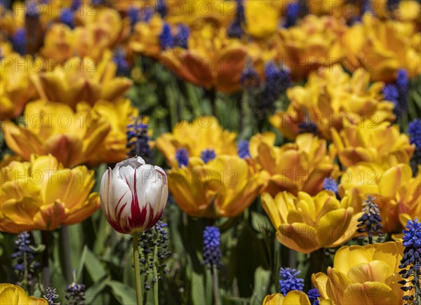 Yellow tulips and blue grape hyacinth in a bed in the park