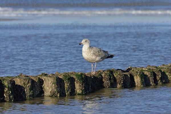 European herring gull