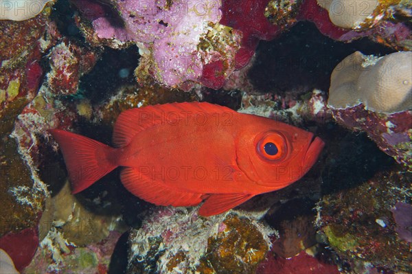 Common bigeye