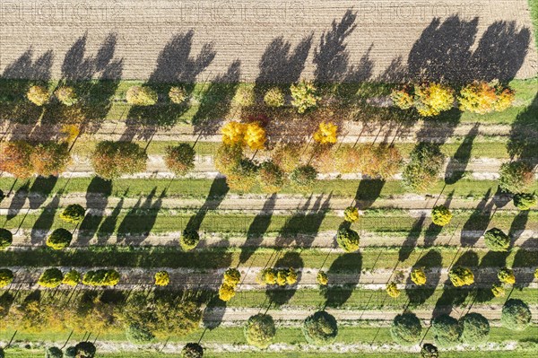 Tree nursery