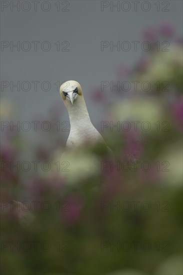 Northern gannet