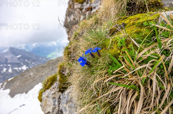 Spring gentian