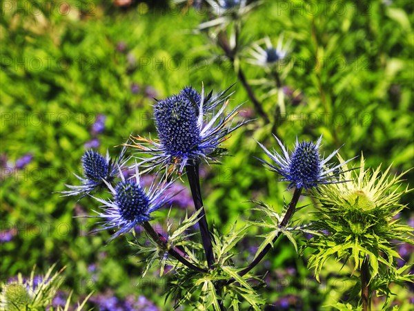 Alpine sea holly