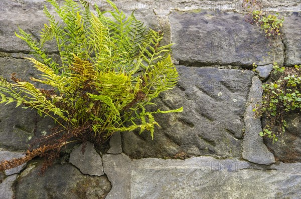 Fern growing in the joint of a stone wall on the Schlossberg in Quedlinburg