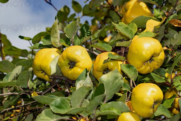 Quince branch with green leaves and several yellow fruits next to each other in front of blue sky