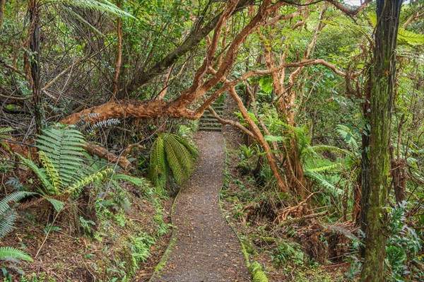 Golden Bay Track