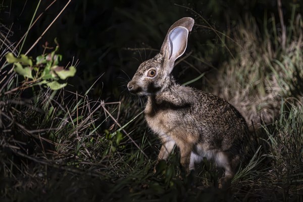 Scrub hare