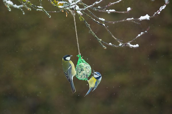 Blue tit with great tit hanging on tit dumpling looking at each other