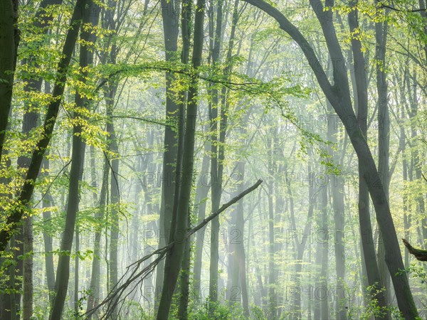 Natural beech forest in early spring