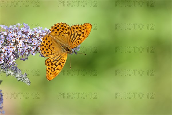 Silver-washed fritillary