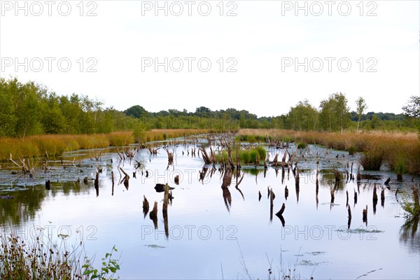 Bargerveen nature reserve