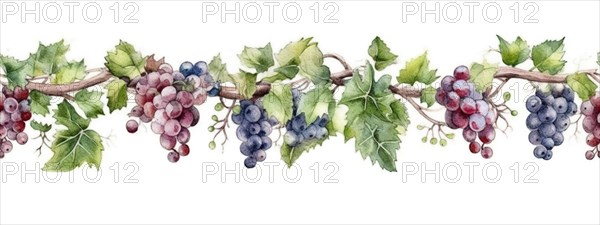 Seamless tileable watercolor row of fresh grapes on the vine on a white background