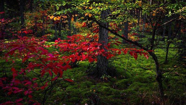Autumn colours near Hermannsburg in Suedheide