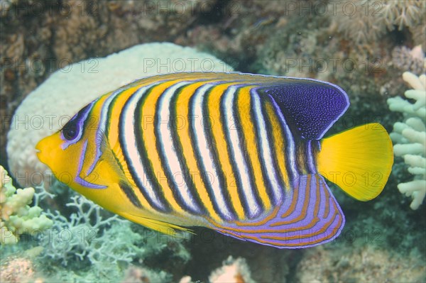 Royal angelfish