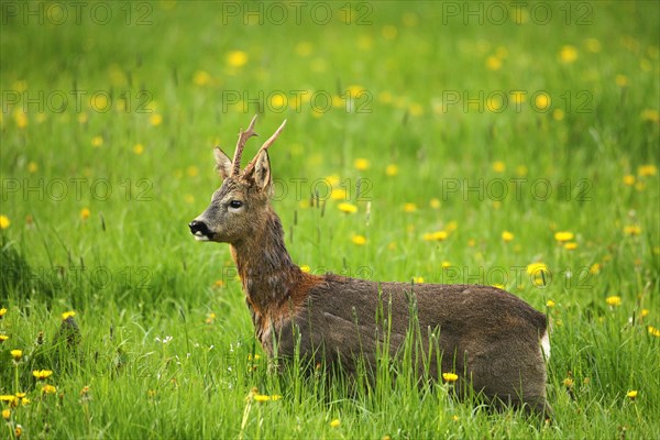 European roe deer