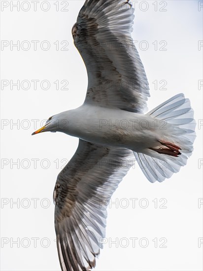 European Herring Gull