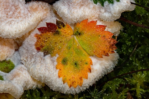 Jelly-fleshed puffball pink fruiting body with enclosed coloured leaf in front of green moss