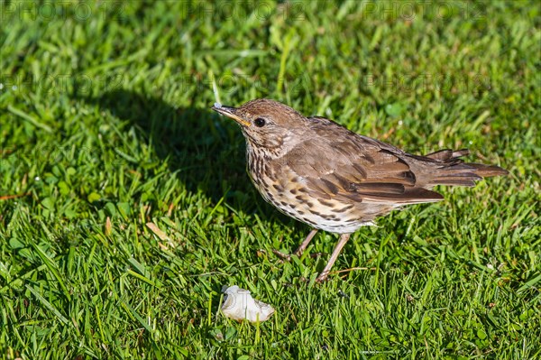 Hedge Sparrow