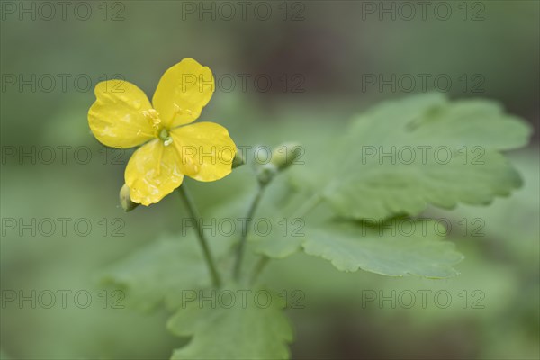 Greater celandine