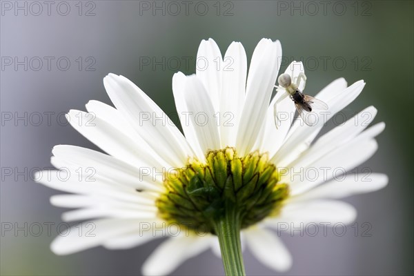 Goldenrod crab spider