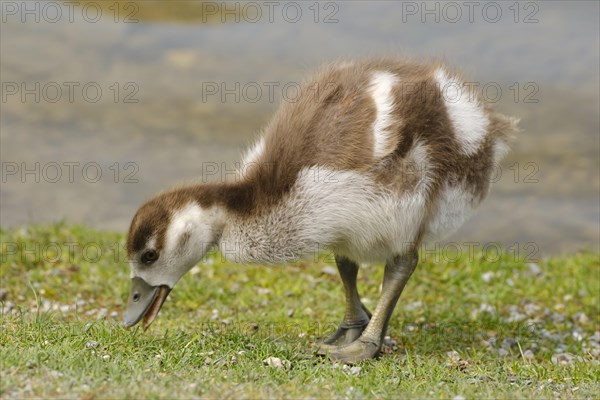 Egyptian Goose