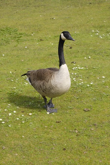 Canada Goose