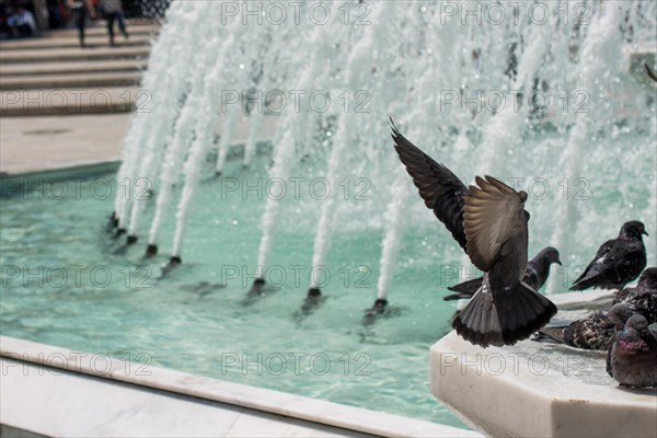 City pigeons by the side of water at a fountain