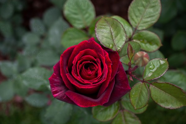 Beautiful colorful Rose Flower on garden background