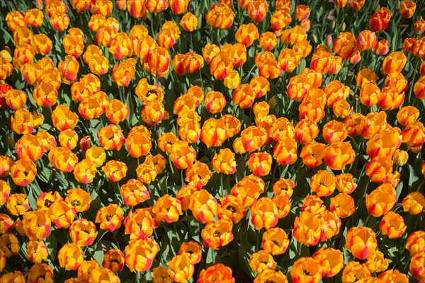 Blooming colorful tulip flowers in garden as floral background