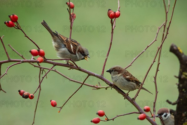 Tree sparrow two birds sitting on branches with red rose hips calling to each other seeing
