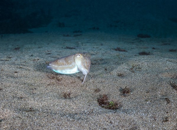 Common cuttlefish