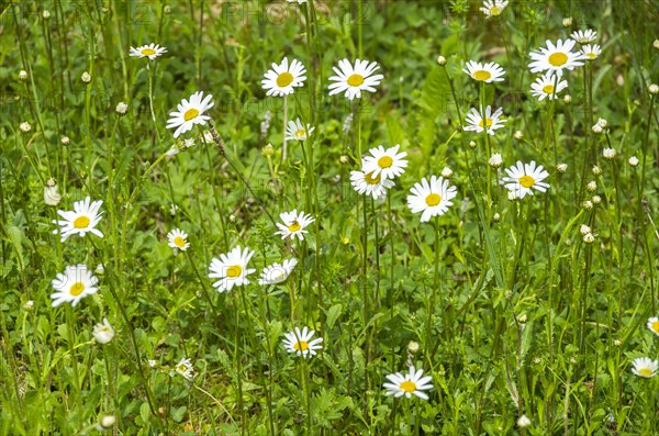 Green meadow full of flowering daisies