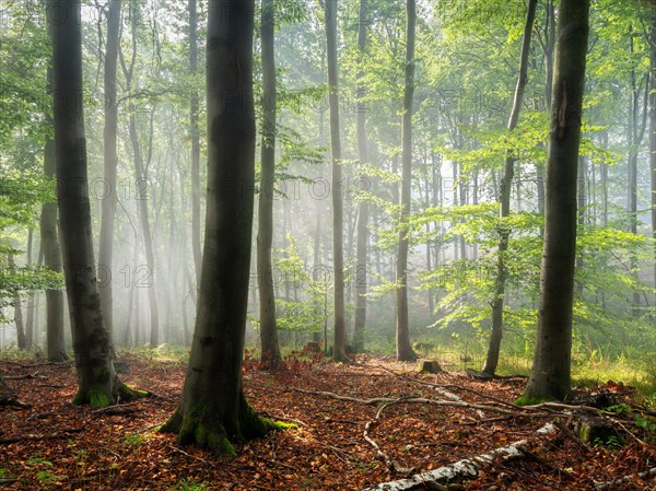 Old beech forest close to nature