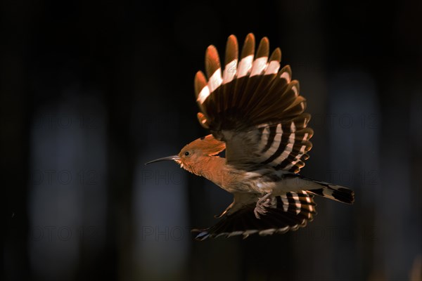 Hoopoe