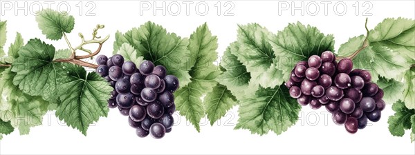 Seamless tileable watercolor row of fresh grapes on the vine on a white background