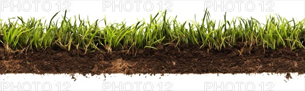 Seamless tileable row of fresh grass and soil on a white background