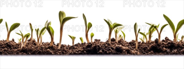 Seamless tileable cross section row of budding sprouts of new growth out of soil on a white background