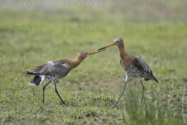 Black-tailed godwits