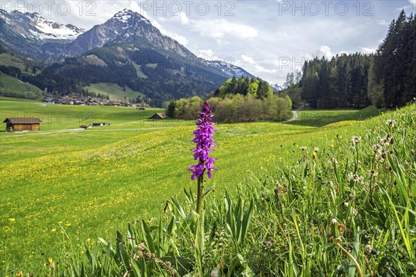 Early purple orchid