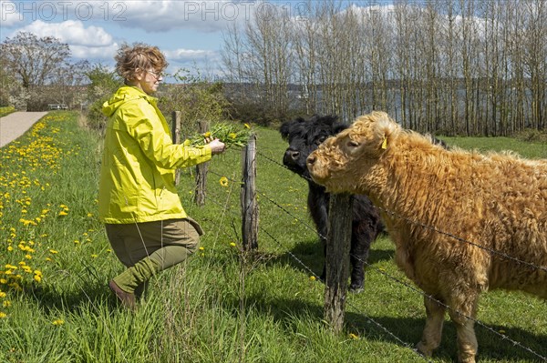 Woman feeding Galloway cattle with dandelion