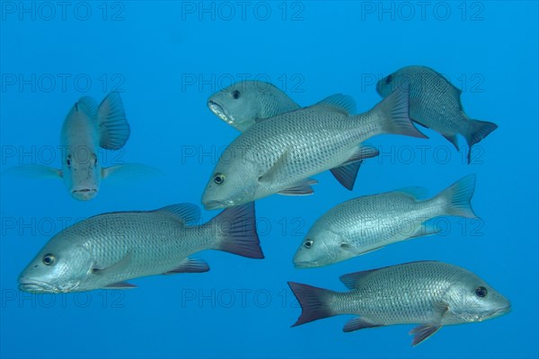 Group of mangrove red snapper
