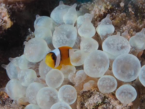 Juvenile red sea clownfish