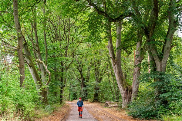 Hikers in an avenue on the long-distance hiking trail Maerkischer Landweg